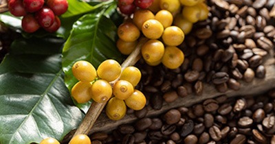 Brasil Yellow Bourbon – izcila kafijas pupiņa no Brazīlijas